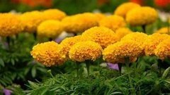 Фестиваль цветов. Доброе утро. Фрагмент выпуска от 29.06.2016