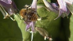 Если укусила оса. Доброе утро. Фрагмент выпуска от 08.07.2016