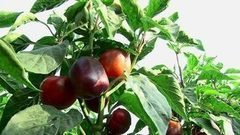 Сезон сладкого перца. Доброе утро. Фрагмент выпуска от 23.08.2016