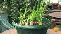 Зеленый лук зимой. Доброе утро. Фрагмент выпуска от 06.12.2016