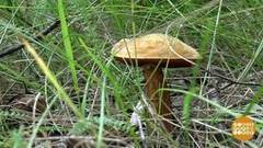 По грибы! Доброе утро. Фрагмент выпуска от 16.08.2017