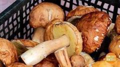 Первые грибы — первые отравления. Доброе утро. Фрагмент выпуска от 17.08.2017