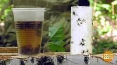 Отгоняем насекомых. Доброе утро. Фрагмент выпуска от 18.08.2017