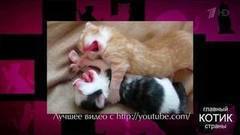Пушистые котята, кошки против собак и коты в доме. Самые яркие видеоролики с участием кошек! Главный котик страны. Фрагмент выпуска от 10.09.2017