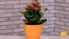 Сажаем горшечное растение. Доброе утро. Фрагмент выпуска от 03.11.2017