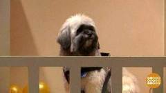 В мире. Отель для собак. Доброе утро. Фрагмент выпуска от 06.12.2017