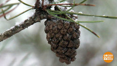 Чьи в лесу шишки? Доброе утро. Фрагмент выпуска от 09.01.2018