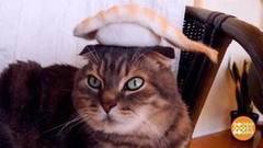 В мире. Забавные шапочки. Доброе утро. Фрагмент выпуска от 22.02.2018