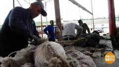 Стрижем овец. Доброе утро. Фрагмент выпуска от 03.05.2018