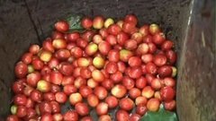 В мире. Проблемы с кофе. Доброе утро. Фрагмент выпуска от 21.10.2015