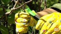 Выбираем секатор. Доброе утро. Фрагмент выпуска от 31.05.2018