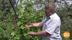 Передовики дачного дела. Доброе утро. Фрагмент выпуска от 23.07.2018