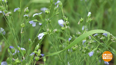 Море льна. Доброе утро. Фрагмент выпуска от 24.07.2018