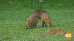 В мире. Капибары помогают спортсменам. Доброе утро. Фрагмент выпуска от 08.08.2018
