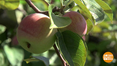 Эх, яблочки! Доброе утро. Фрагмент выпуска от 17.08.2018