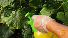 Мучнистой росе — бой! Доброе утро. Фрагмент выпуска от 17.08.2018