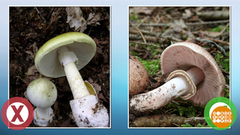 Грибы. Не уверен — не бери! Доброе утро. Фрагмент выпуска от 27.08.2018