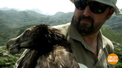 В мире. Бородатые грифы. Доброе утро. Фрагмент от 19.09.2018