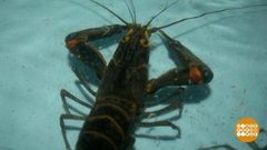 Где раки зимуют. И креветки. Доброе утро. Фрагмент выпуска от 19.10.2018