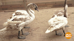 Лебеди в шоке. Доброе утро. Фрагмент выпуска от 16.11.2018