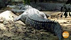 В мире. Аллигатор в квартире. Доброе утро. Фрагмент выпуска от 20.11.2018