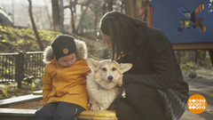 Как помирить собаку и ребенка. Доброе утро. Фрагмент выпуска от 26.11.2018