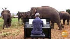 В мире. Подарок слонам. Доброе утро. Фрагмент выпуска от 29.12.2018