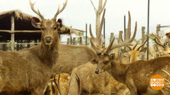 В мире. Защита дикой живности. Доброе утро. Фрагмент выпуска от 04.03.2019