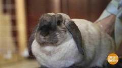 Меню для кролика. Доброе утро. Фрагмент выпуска от 08.04.2019