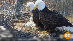 В мире. Гнездо лысых орлов. Доброе утро. Фрагмент выпуска от 30.04.2019