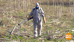 Победить борщевик: миссия выполнима? Доброе утро. Фрагмент выпуска от 06.05.2019
