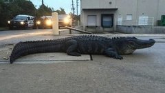 В мире. Аллигатор Годзилла. Доброе утро. Фрагмент выпуска от 27.11.2015