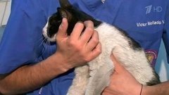 В Чили кошку с 20-метровой пальмы спасали четыре дня. Хиты интернета