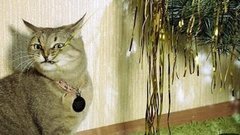 Праздник — для всех! Кроме кошек. Доброе утро. Фрагмент выпуска от 30.12.2015