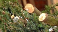 Кремлёвская ёлка превращается…