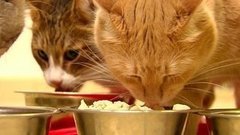 Корм для кошек