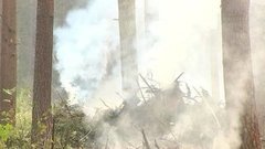 Дни леса. Доброе утро. Фрагмент выпуска от 15.09.2015