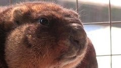 А они и не спали! Доброе утро. Фрагмент выпуска от 23.03.2016