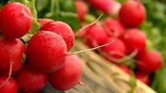 Редиска. Доброе утро. Фрагмент выпуска от 22.04.2016