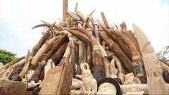 В мире. Сожгли бивни. Доброе утро. Фрагмент выпуска от 04.05.2016