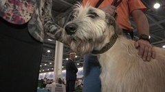 27 тысяч собак. Доброе утро. Фрагмент выпуска от 27.06.2016