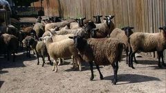 Стрижем овец. Доброе утро. Фрагмент выпуска от 24.08.2016