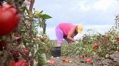 Нужны рабочие руки! Доброе утро. Фрагмент выпуска от 13.09.2016