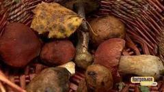 Грибы: как отличить настоящие от ложных. Контрольная закупка. Фрагмент выпуска от 02.10.2017