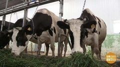 Буренка должна быть счастливой. Доброе утро. Фрагмент выпуска от 06.10.2017