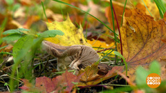 Водка от поганок не поможет! Доброе утро. Фрагмент выпуска от 27.10.2017