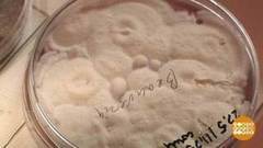 Плесени — бой! Доброе утро. Фрагмент выпуска от 10.11.2017