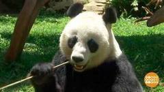 В мире. Панды из Китая. Доброе утро. Фрагмент выпуска от 13.11.2017