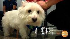 В мире. Годовщина основания Чикаго. Доброе утро. Фрагмент выпуска от 04.12.2017