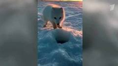 В Норильске песец подкрался к рыбаку и попытался украсть его улов